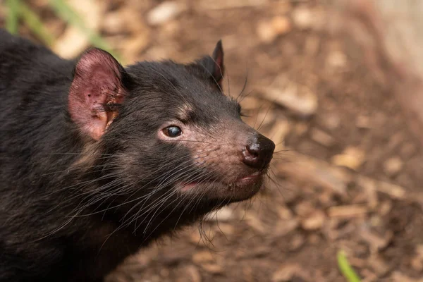 Nahaufnahme Eines Tasmanischen Teufels Eines Gefährdeten Fleischfressenden Beuteltieres — Stockfoto