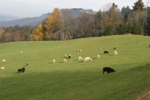 Eine Grüne Weide Mit Vieh Und Bäumen Hintergrund — Stockfoto