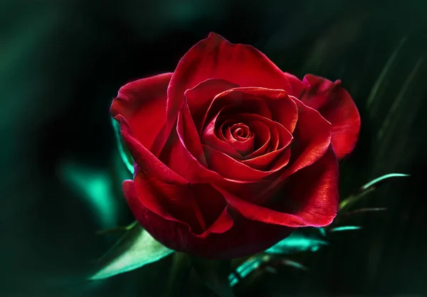 一朵红玫瑰在一个背景暗模糊的花园中的特写 — 图库照片