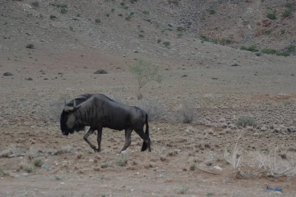 Gnous Noir Gnu Marchant Dans Une Steppe Namibie — Photo