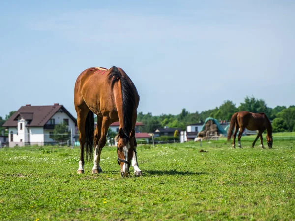 Brązowy Koń Czarną Grzywą Wypasaną Pastwisku Gospodarstwie Rolnym Innym Koniem — Zdjęcie stockowe