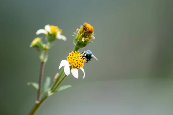 Plan Sélectif Une Abeille Pollinisant Une Fleur — Photo