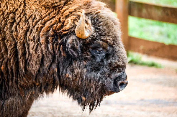 Eine Nahaufnahme Von American Buffalo Cabarceno Kantabrien — Stockfoto