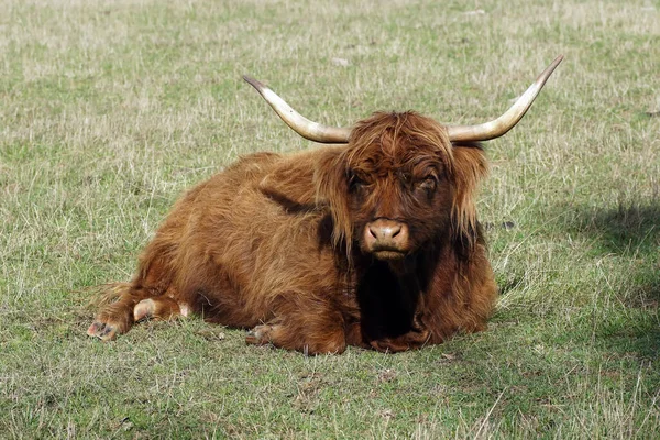 Toro Marrón Con Cuernos Acostado Campo Cubierto Hierba —  Fotos de Stock