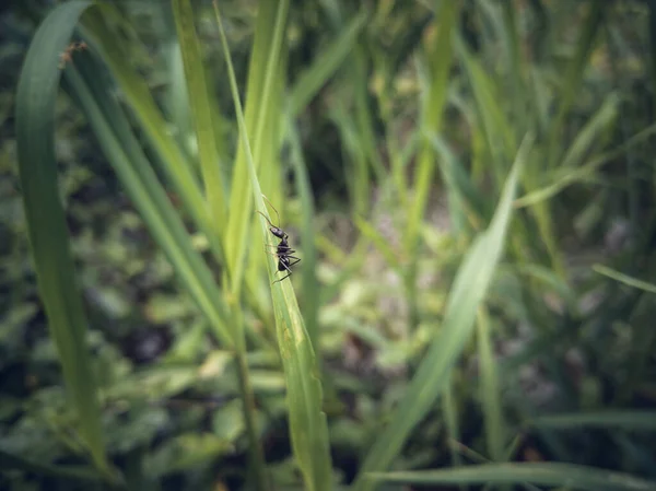 一只蚂蚁在绿草上的特写镜头 — 图库照片