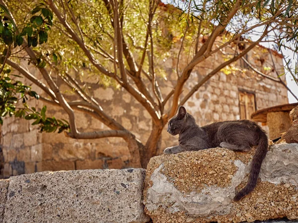 Foco Poco Profundo Gato Gris Tendido Cerca Árbol Aire Libre — Foto de Stock