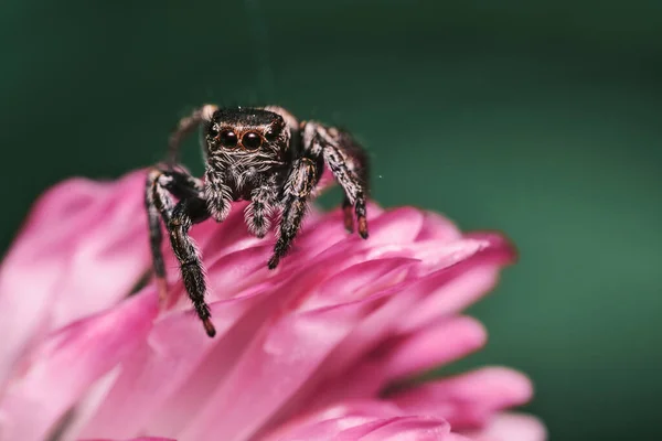 在粉色花瓣上跳蜘蛛的选择性聚焦镜头 — 图库照片