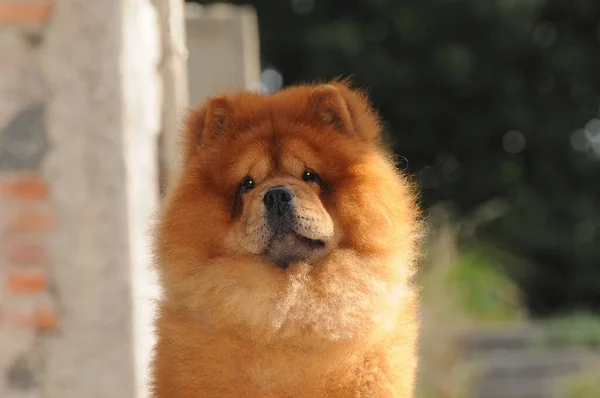 Närbild Bild Chow Chow Hund Suddig Bakgrund — Stockfoto
