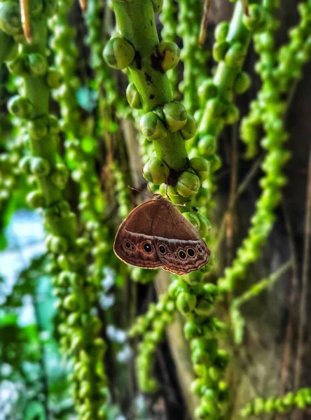 Μια Κάθετη Βολή Μιας Πεταλούδας Πράσινα Κλαδιά Δέντρων Μια Φωτεινή — Φωτογραφία Αρχείου