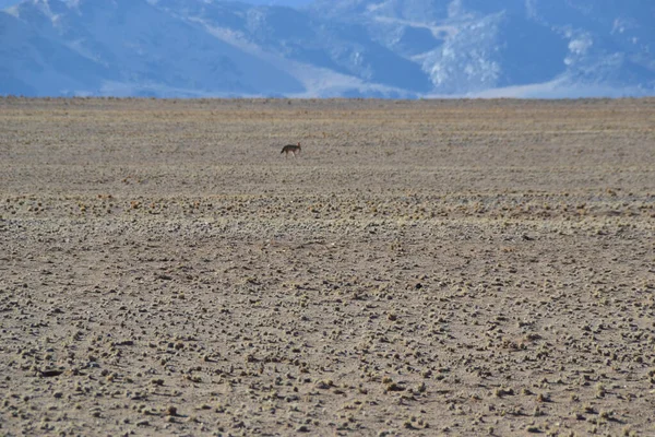 Une Antilope Dans Une Steppe Namibie — Photo
