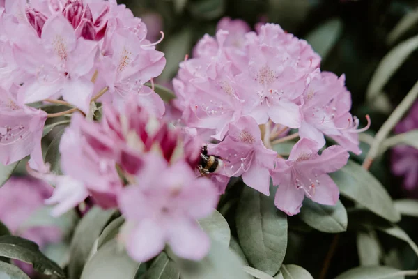 Bahçede Yetişen Pembe Rhododendron Çiçeklerinin Yakın Plan Çekimi — Stok fotoğraf