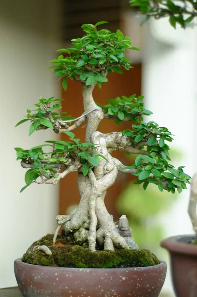 Vertical Shot Green Bonsai Plant — Stock Photo, Image