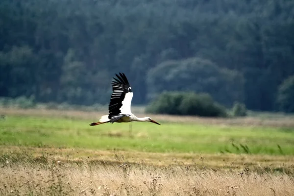 Closeup Shot Stork Flying Field — Stock Photo, Image