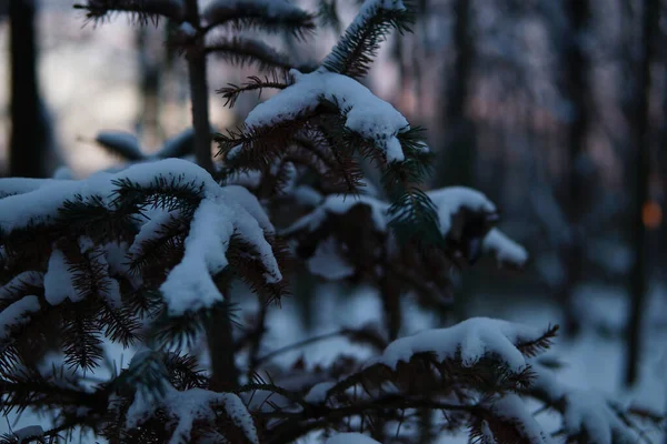 Tiro Árboles Cubiertos Nieve Invierno —  Fotos de Stock