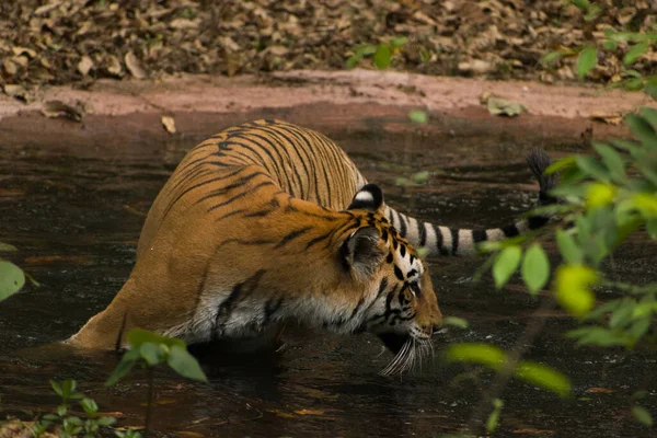 Vacker Bild Majestätisk Tiger Som Går Vattnet Skogen — Stockfoto