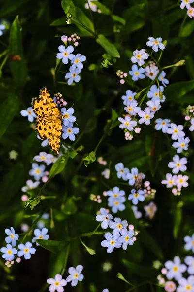 High Angle Shot Yellow Butterfly Small Forget Nots Flowers Field — Stock Photo, Image