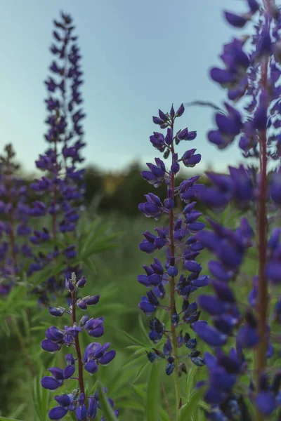 Vertikální Záběr Lupinů Poli — Stock fotografie