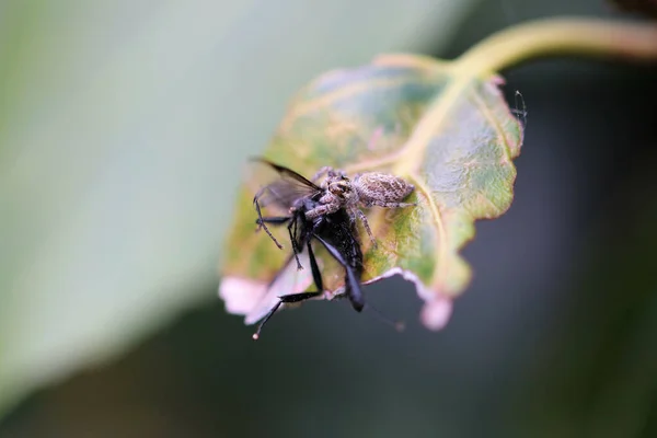 Evarcha Falcata Una Specie Ragni Saltatori Appartenente Alla Famiglia Salticidae — Foto Stock