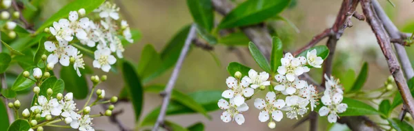 Plan Panoramique Fleurs Pommier — Photo