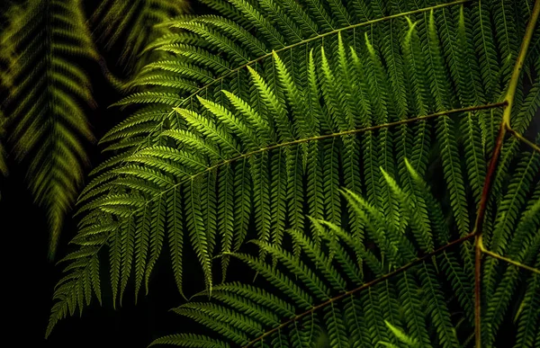 배경으로 양치식물의 어두운 — 스톡 사진