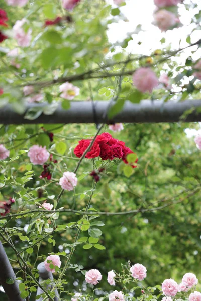 Closeup Bushes Red Pinkish Roses Selected Focus — Stock Photo, Image