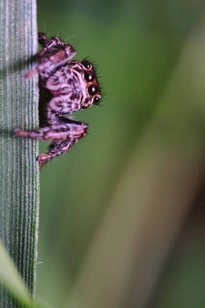 Eine Vertikale Aufnahme Einer Springenden Spinne Auf Einem Grünen Blatt — Stockfoto