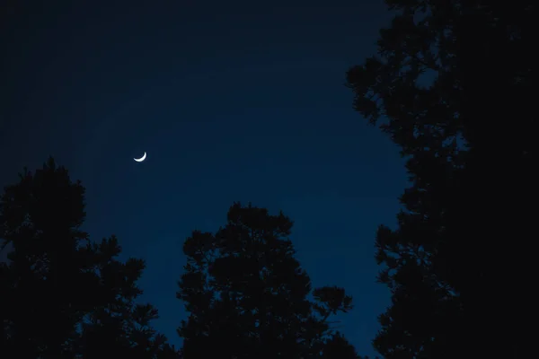 Nízký Úhel Záběru Siluet Stromů Pod Tmavou Oblohou Voskujícím Měsícem — Stock fotografie