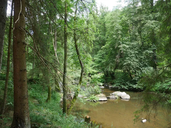 Tiro Rio Uma Floresta Verde — Fotografia de Stock