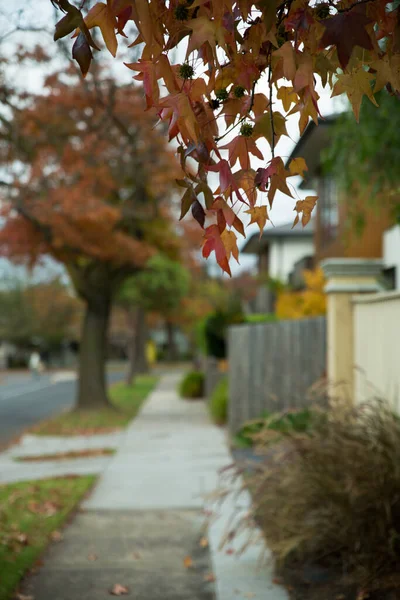 Větev Podzimními Listy Visícími Nad Chodníkem Denního Světla — Stock fotografie