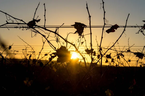 Close Videiras Cordas Jardim Durante Pôr Sol Dourado Noite — Fotografia de Stock