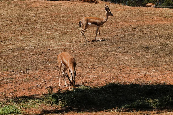 Colpo Antilopi Allo Zoo — Foto Stock