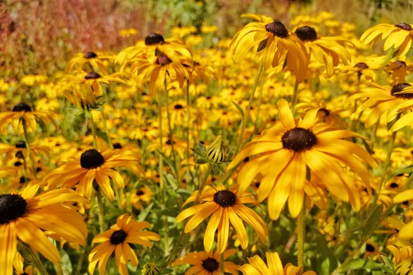 Primer Plano Grupo Magníficos Rudbeckia Hirta También Conocida Como Flor — Foto de Stock