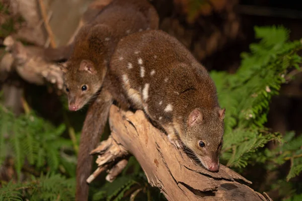 A closeup of cute Tiger Quolls, also known as spotted-tail quoll, spotted quoll native to Australia.