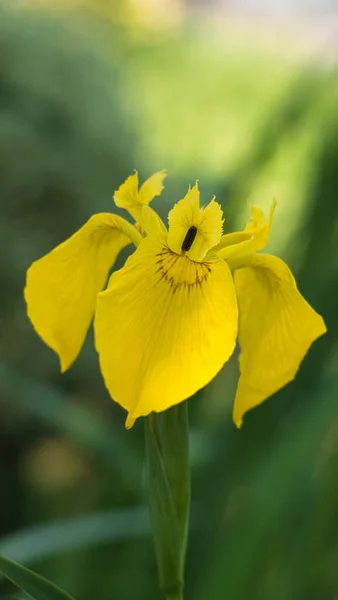 Een Verticale Selectieve Focus Shot Van Een Prachtige Gele Orchidee — Stockfoto