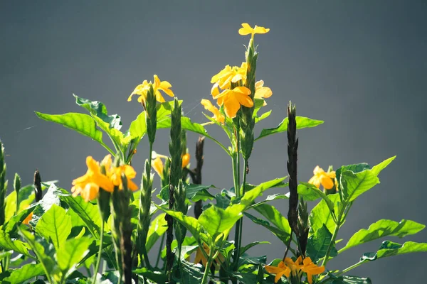 Крупный План Ярких Желтых Цветов Светящихся Солнечном Свете Ярко Зелеными — стоковое фото