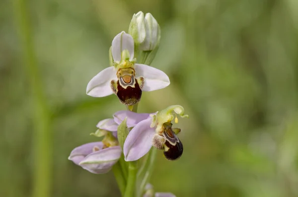 Una Vista Cerca Una Orquídea Sawfly Orquídea Silvestre Ophrys Tenthredinifera —  Fotos de Stock