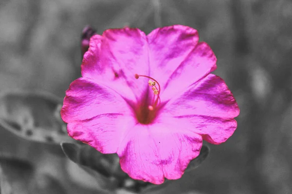 Красивый Розовый Цветок Тонкими Лепестками Сером Фоне — стоковое фото