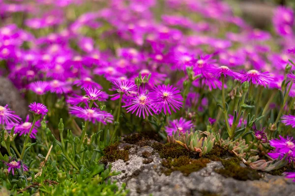 Closeup Hardy Iceplant Delosperma Cooperi Selected Focus — Stock Photo, Image