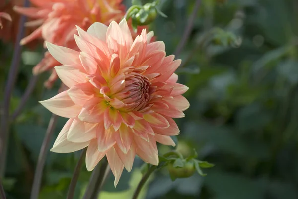 Una Hermosa Foto Cerca Flor Dahlia Naranja Claro — Foto de Stock