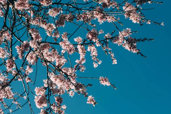 Plan Angle Bas Délicates Fleurs Cerisier Sur Minces Branches Arbres — Photo