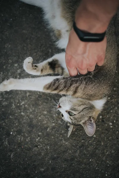 Eine Person Streichelt Eine Entzückende Hauskatze — Stockfoto