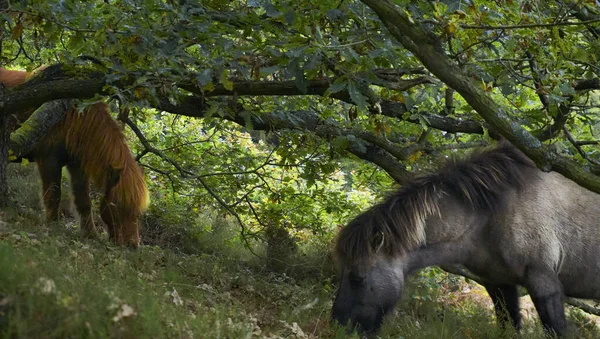 Reboque Cavalos Cinza Marrom Comendo Grama Jardim Sob Árvores Verdes — Fotografia de Stock