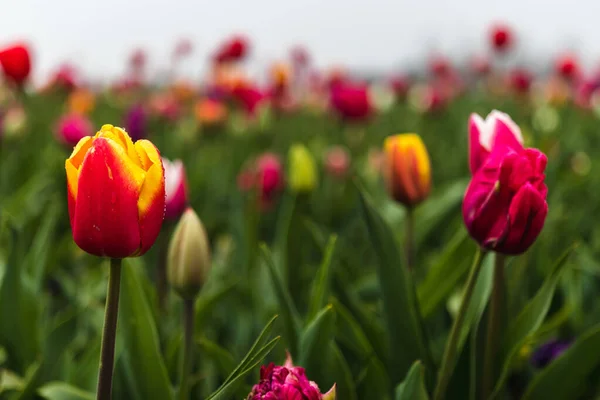 Une Belle Vue Sur Champ Fleurs Tulipes Colorées Poussant Sur — Photo