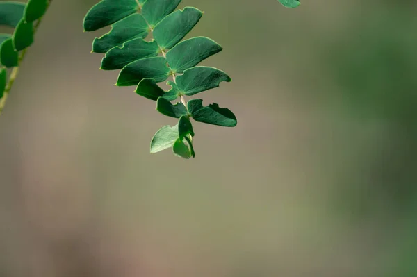 Plan Sélectif Petites Feuilles Vertes Une Plante — Photo