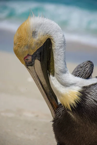 Pelicano Marrom Majestoso Praia Vista Lateral — Fotografia de Stock