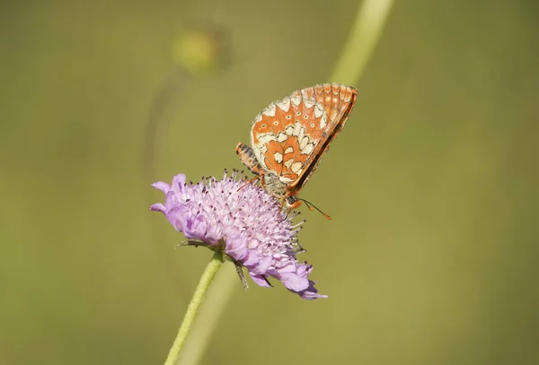 Primo Piano Una Farfalla Fritillare Palude Appollaiata Fiore Uno Sfondo — Foto Stock