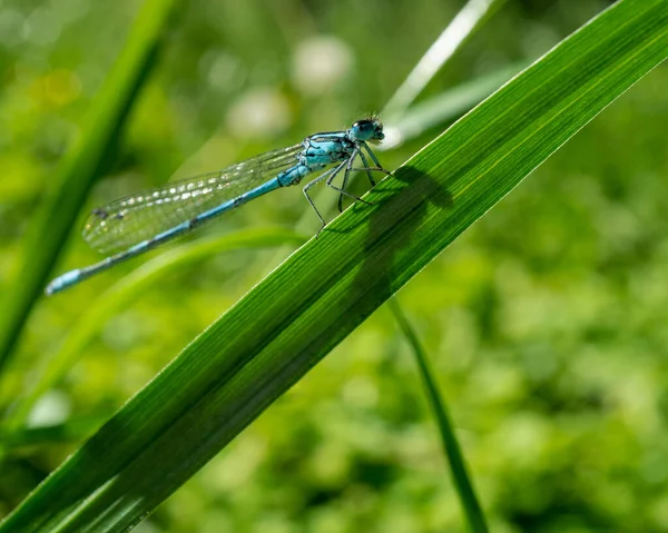 Eine Nahaufnahme Einer Azurblauen Libelle Coenagrion Puella Auf Einem Grünen — Stockfoto