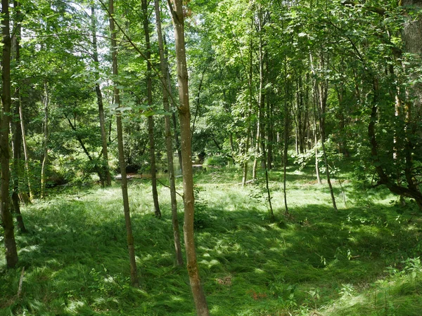 Gyönyörű Kilátás Friss Zöld Fákra Erdőben — Stock Fotó