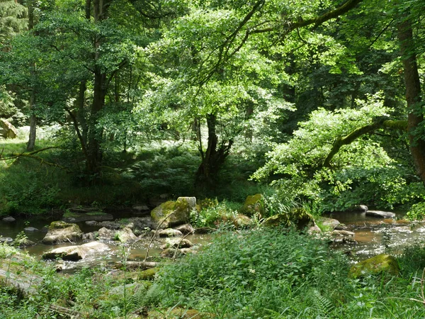 Paysage Verdoyant Dans Une Forêt — Photo