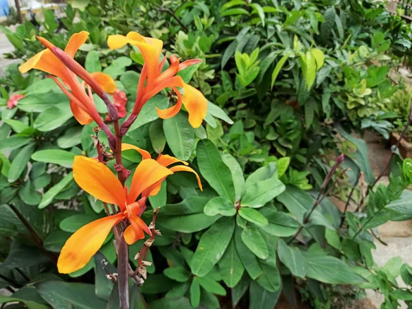 Vista Close Flores Laranja Cultivadas Jardim Contra Folhas Verdes — Fotografia de Stock